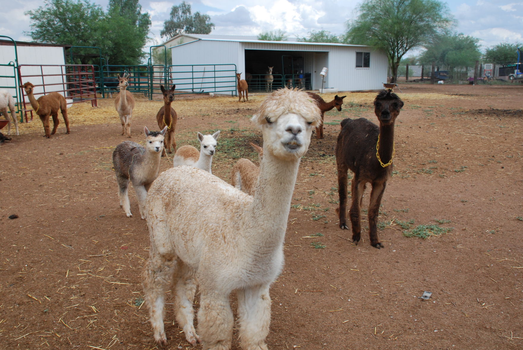 Alpaca Farm